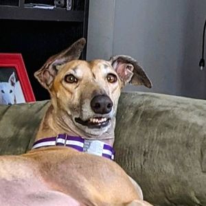 Meet your Posher, Dawn